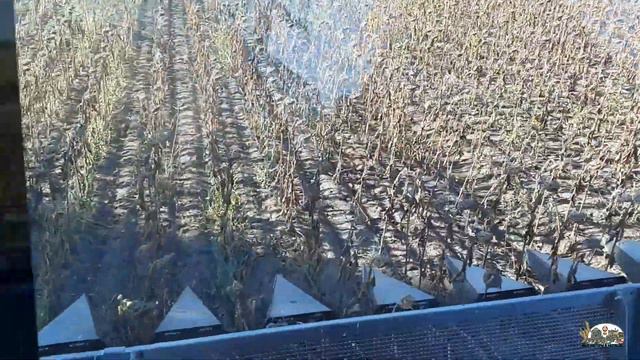 Был красный комбайн и стал жёлтый после уборки подсолнечника с амброзием!CASE IH 5140 и DOMINONI смотреть онлайн