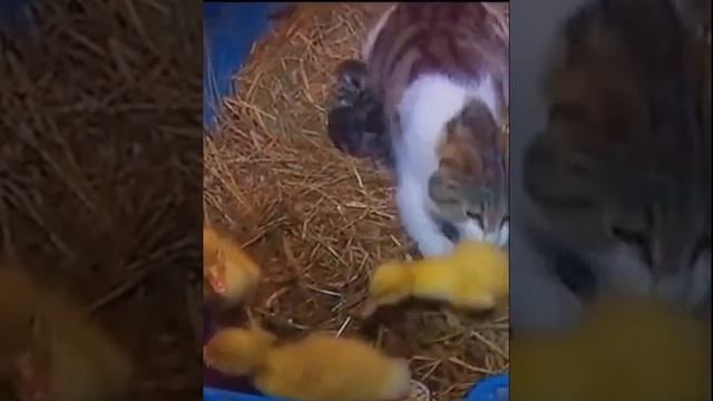 Забавное видео)))