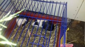 Как себя ведут беременные морские свинки? Подготовка к родам у морских свинок