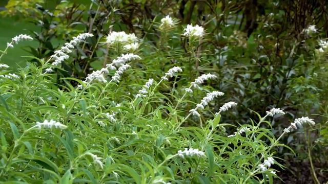 Plant Inspiration with Tim Farrell AIFD, AAF, PFCI смотреть онлайн