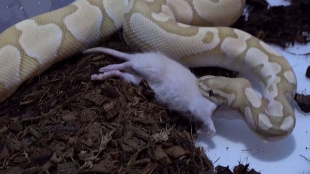 Python grabs and kills squeeling Rat / Warning Live Feeding смотреть онлайн