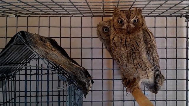Совы смотреть онлайн