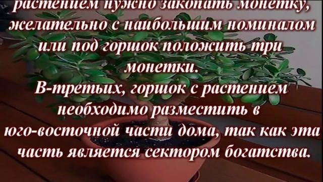 Денежное дерево к новому 2018 году смотреть онлайн