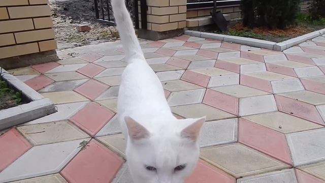 #Анапа#Гостагаевская Нравится лежать на диване?Деревня не для Вас. смотреть онлайн