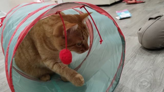 Игрушка для Кекса из Фикспрайса. Рыжий кот. смотреть онлайн