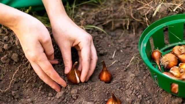Когда проводить посадку луковичных цветов осенью? смотреть онлайн