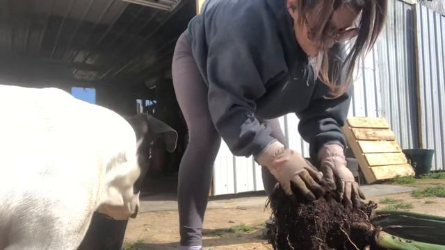 Separating & repotting Bird Of Paradise смотреть онлайн