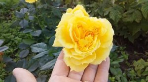 Роза Чайна Гёрл (China Girl)-Tantau, 1995 г. 21 октября 2020 год