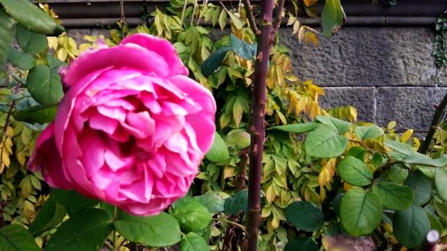 Розе 200 лет ! смотреть онлайн