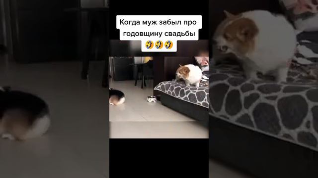когда муж забыл про годовщину свадьбы 🤣🤣🤣 смотреть онлайн