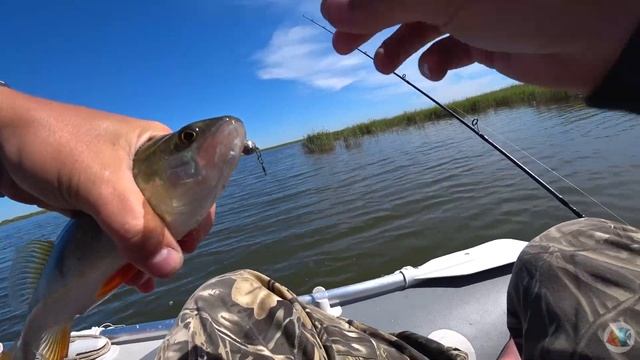 ЧАНЫ/Искали окуня, а поймали.... смотреть онлайн