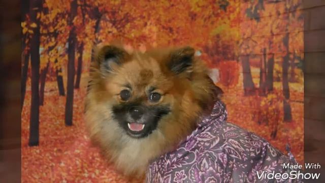 I Love Dog!! Фотографии щенков и собак.| Nastya Lay .