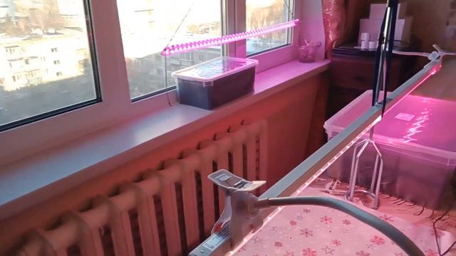 Стаканчики для рассады своими руками часть 2 смотреть онлайн