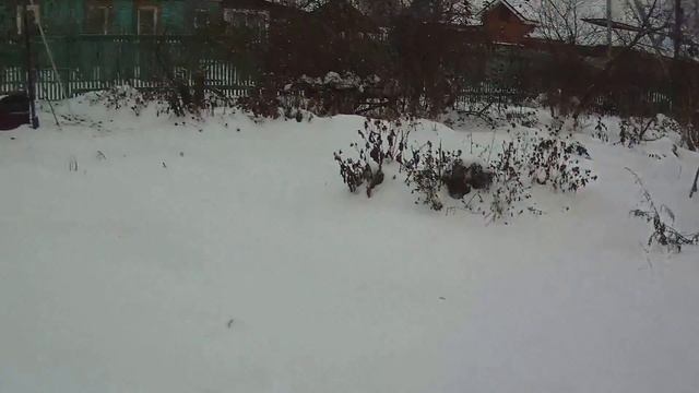 Индейка белая и бронзовая, родительское стадо смотреть онлайн