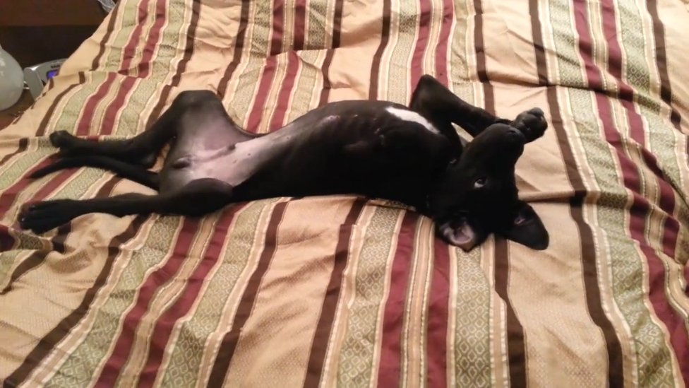 Маленький немецкий дог не хочет так рано вставать смотреть онлайн