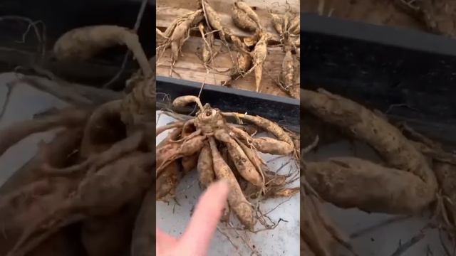 Dividing Dahlia's смотреть онлайн