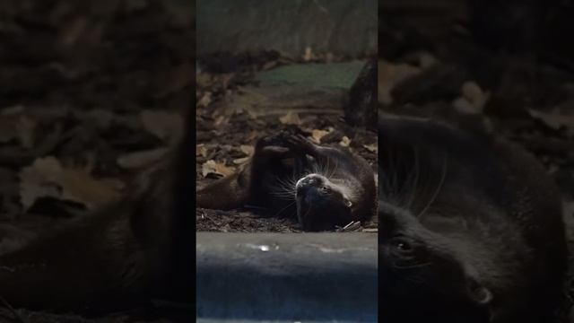 Выдра играет с камешком ? #shorts #выдра #otter смотреть онлайн