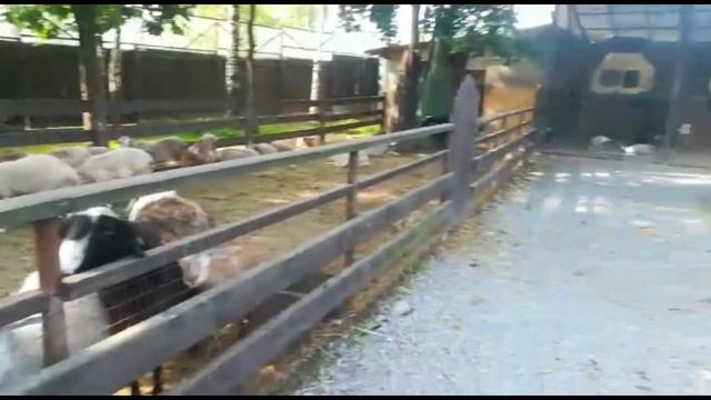 Куда пойти с маленькими детьми | Питер | КОНТАКТНЫЙ ЗООПАРК Курочка ряба | СКОТНОЕ смотреть онлайн