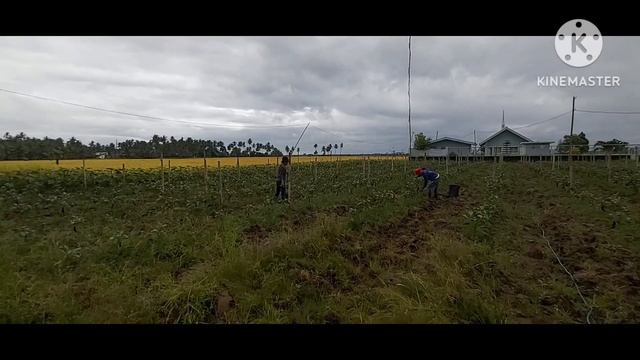 BAGONG BONGA SA TALONGAN KO #buhayprobinsya #diyideas смотреть онлайн