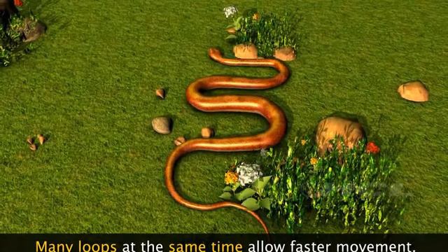 HCL Learning DigiSchool - Locomotion in Vertebrates смотреть онлайн