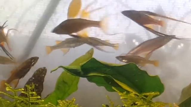 Ириатерина Вернера – Iriatherina werneri. Радужницы. Описание. Видео. Иреатерина Вернера смотреть онлайн