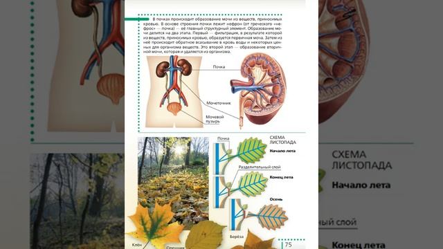 Биология 6к §10 Выделение смотреть онлайн