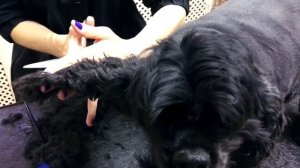 Стрижка спаниеля на лето: уход за питомцем в жаркую пору