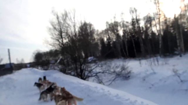 Секреты управления собачьей упряжкой. смотреть онлайн