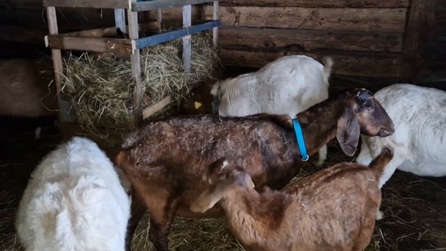 Mясо , yбой : зажиревших коз , бурского козла, баранина смотреть онлайн