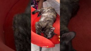 Дом 2! Рахимова опять ругается с Гориной! 2