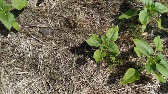 #NTLab 2019 Косолап Николай. Влияние срока внесения гербицидов на развитие культур смотреть онлайн