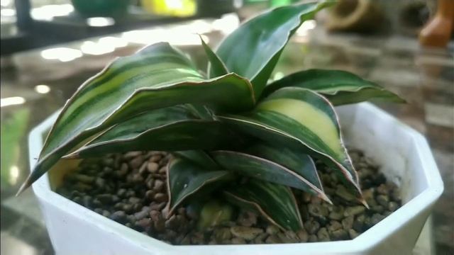 Sansevieria Blue Leaf