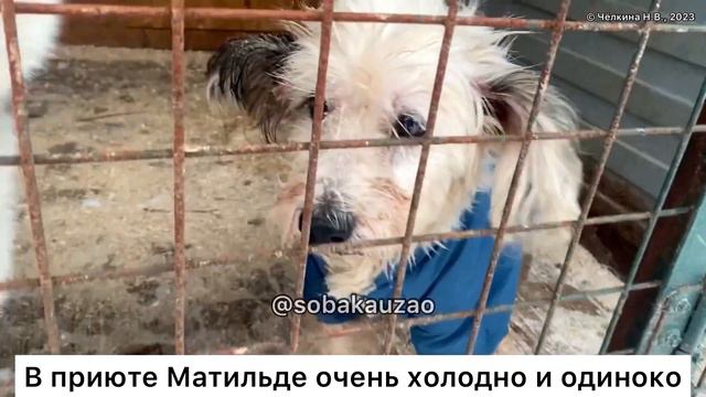 Маленькую Матильду бросили хозяева, теперь мерзнет в приюте. Приют «Щербинка». Проект Собака Юзао смотреть онлайн