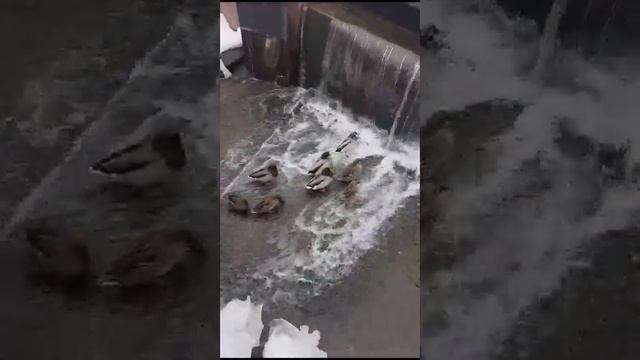 Утки купаются под водопадом в парке города Вольска смотреть онлайн