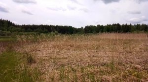 Заросшее болото. Июнь 2022