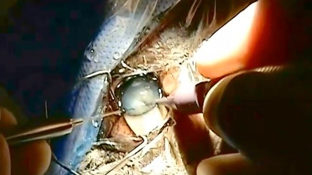 Canine Cataract Surgery on Kauai with Dr. Scott Sims смотреть онлайн