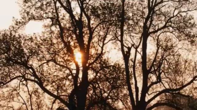 Schubert - "Litanei auf das Fest Aller Seelen" Fischer-Dieskau, Moore смотреть онлайн