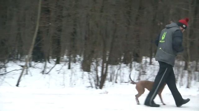 ТАЙСКИЙ РИДЖБЕК ПОСЛУШАНИЕ ЧАСТЬ 2 смотреть онлайн