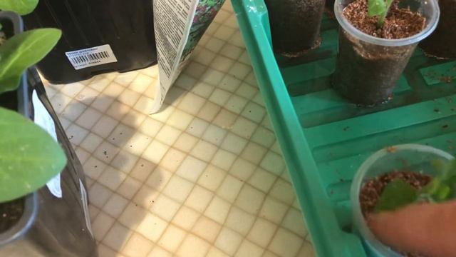 Черенкование петуньи