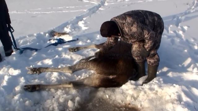 Спасение лосихи & 拯救麋鹿 & Saving the Moose смотреть онлайн