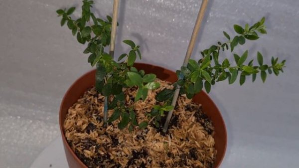 Мирцеевгения 6