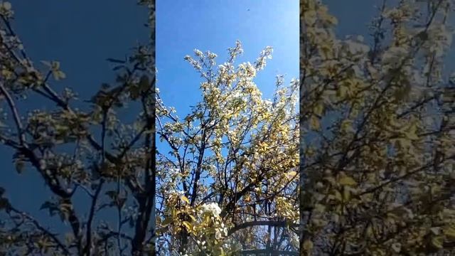 Груша"Велеса"цветёт.08.05.2022г. смотреть онлайн