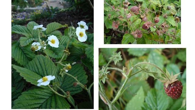Rosaceae_Ботаника смотреть онлайн