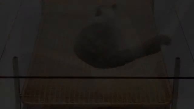 Необычные кошачьи домики. Фото. смотреть онлайн