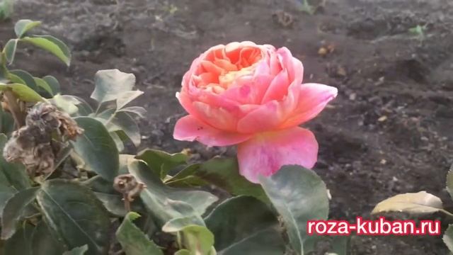 Роза Викториан Сикретс смотреть онлайн