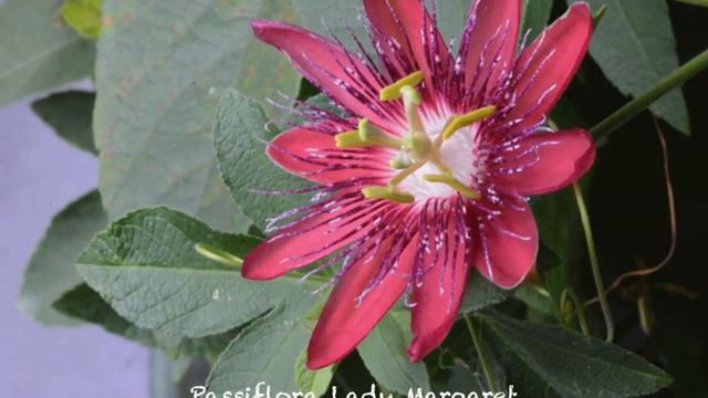 Passiflora Lady Margaret Draufsicht смотреть онлайн