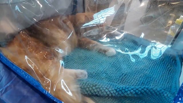 Выставка кошек 2019 в Санкт- Петербурге Необычные коты смотреть онлайн
