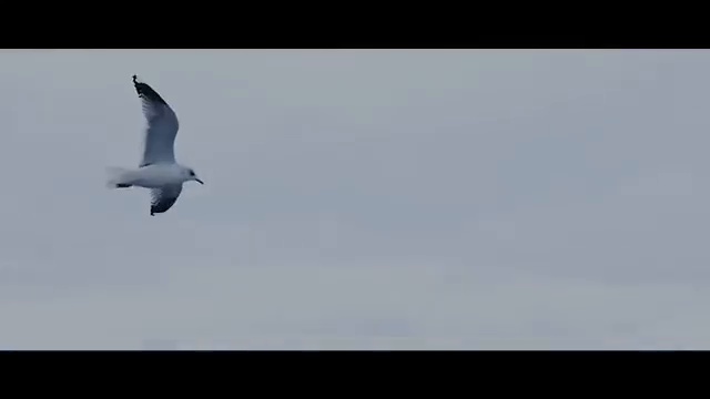 Dramma X Леша Свик – Океан