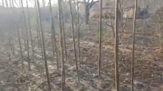 ПАВЛОВНИЯ ДАРАХТИ КУЧАТЛАРИ Пул Топишнинг Зур Йули: бир донаси 2 миллионлик дарахт Павловния Бизнес смотреть онлайн