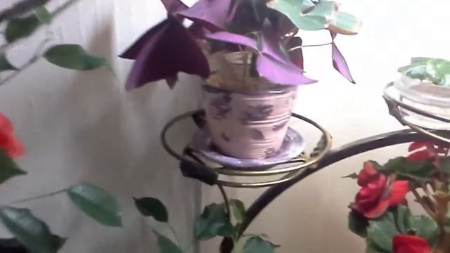 Как растут мои цветы смотреть онлайн